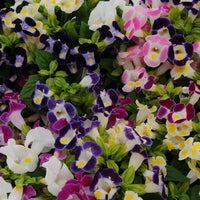 Torenia Kauai Blumensamen zur Aussaat lang Blüte Saison Traditionssorte & ohne Gentechnik Samen Hausgarten