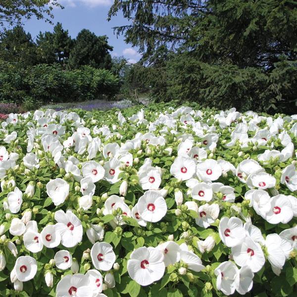 Weiß Hibiskus Blumensamen zur Aussaat Schnitt Blume beliebt Traditionssorte & ohne Gentechnik Samen Hausgarten
