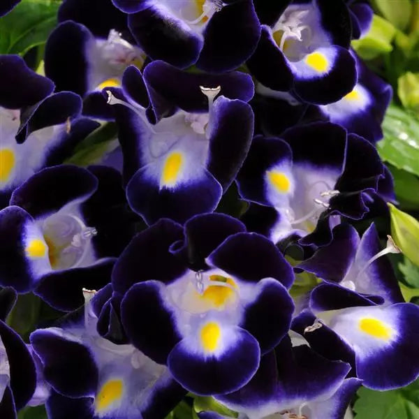 tief Blau Torenia Blumensamen zur Aussaat – leuchtend Blüten – Traditionssorte & ohne Gentechnik Samen Hausgarten