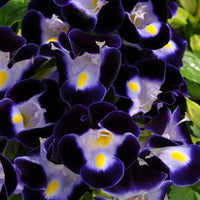 tief Blau Torenia Blumensamen zur Aussaat – leuchtend Blüten – Traditionssorte & ohne Gentechnik Samen Hausgarten