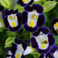 tief Blau Torenia Blumensamen zur Aussaat – leuchtend Blüten – Traditionssorte & ohne Gentechnik Samen Hausgarten