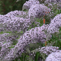 Cascade Blumensamen zur Aussaat – farbenfroh Schau – Traditionssorte & ohne Gentechnik Samen Hausgarten