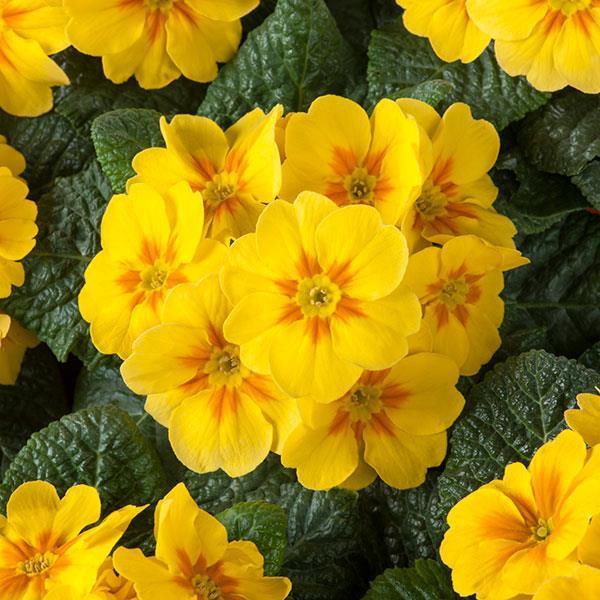 Gelb Blume Pot Blumensamen zur Aussaat – Schnitt Blume beliebt – Traditionssorte & ohne Gentechnik Samen Hausgarten