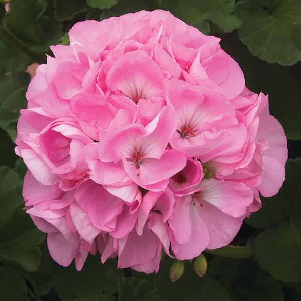hell Rosa Geraniums Blumensamen zur Aussaat – Bestäuber freundlich – Traditionssorte & ohne Gentechnik Samen Hausgarten