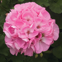 hell Rosa Geraniums Blumensamen zur Aussaat – Bestäuber freundlich – Traditionssorte & ohne Gentechnik Samen Hausgarten