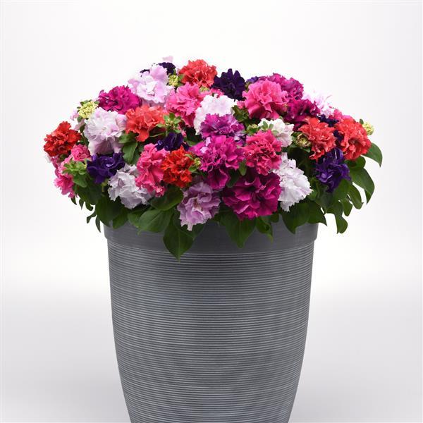 Gemischt Pelleted Blumensamen zur Aussaat – leuchtend Blüten – Traditionssorte & ohne Gentechnik Samen Hausgarten