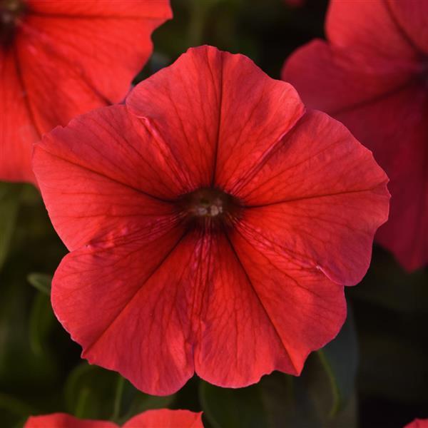 gefüllt Madness Petunie Rot Blume Samen zur Aussaat – leuchtend einjährig Samen Sommer Blüten