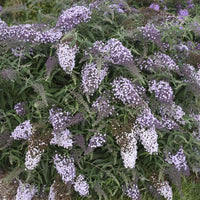 Cascade Blumensamen zur Aussaat – farbenfroh Schau – Traditionssorte & ohne Gentechnik Samen Hausgarten