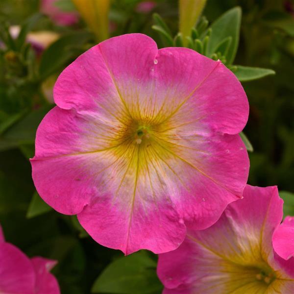 Petunie Merlin Morn Rosa Blumensamen zur Aussaat hochwertige Qualitäts- Traditionssorte & ohne Gentechnik Samen Hausgarten