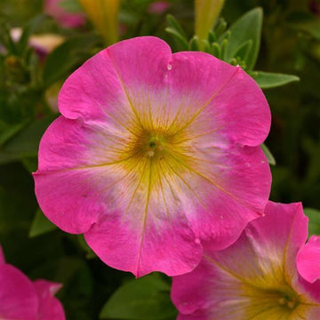 Petunie Merlin Morn Rosa Blumensamen zur Aussaat hochwertige Qualitäts- Traditionssorte & ohne Gentechnik Samen Hausgarten