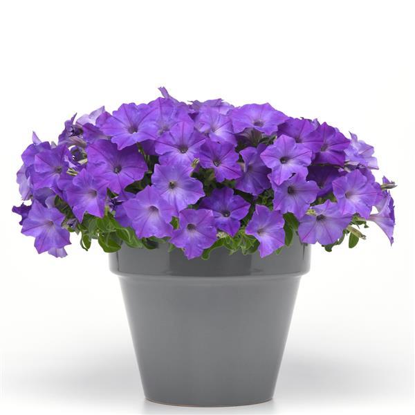 Blau Petunie Blumensamen ideal zur Aussaat