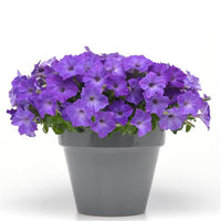 Blau Petunie Blumensamen ideal zur Aussaat