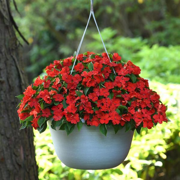 Impatiens Blumensamen zur Aussaat ideal Rabatten Traditionssorte & ohne Gentechnik Samen Hausgarten
