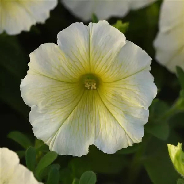 Gelb Calibrachoa Kabloom Blumensamen Aussaat
