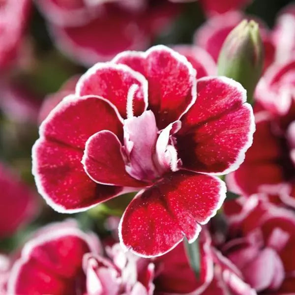 Weiß Kastanienrot Nelke Blumensamen zur Aussaat hochwertige Qualitäts- Traditionssorte & ohne Gentechnik Samen Hausgarten