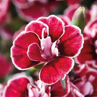 Weiß Kastanienrot Nelke Blumensamen zur Aussaat hochwertige Qualitäts- Traditionssorte & ohne Gentechnik Samen Hausgarten