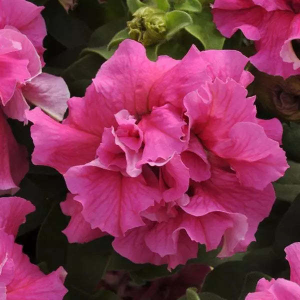 Cascade Blumensamen zur Aussaat kompakt Wuchs Traditionssorte & ohne Gentechnik Samen Hausgarten