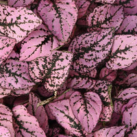 Mischung Hypoestes Blumensamen zur Aussaat – leuchtend – Traditionssorte & ohne Gentechnik Samen Hausgarten