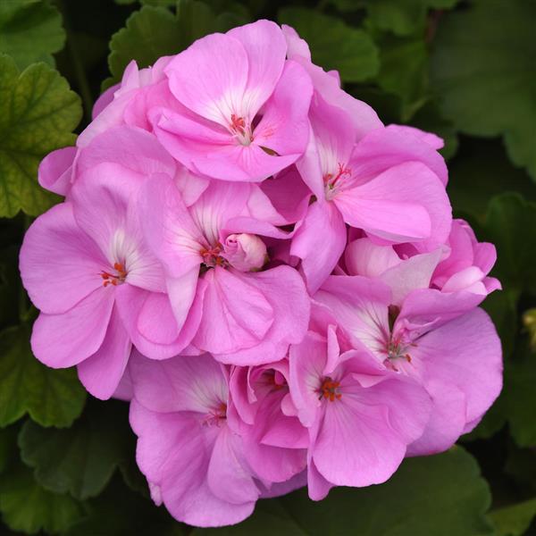 Lavendel Geraniums Blumensamen zur Aussaat Drought verträglich Traditionssorte & ohne Gentechnik Samen Hausgarten