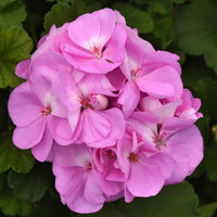 Lavendel Geraniums Blumensamen zur Aussaat Drought verträglich Traditionssorte & ohne Gentechnik Samen Hausgarten