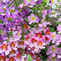 Traditionssorte Schizanthus Blumensamen zur Aussaat Halbschatten verträglich Traditionssorte & ohne Gentechnik Samen Hausgarten