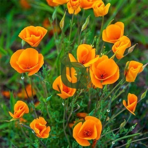 Orange Eschscholtzia Jardim Blumensamen Blumensamen zur Aussaat duftend Blüten Traditionssorte & ohne Gentechnik Samen Hausgarten