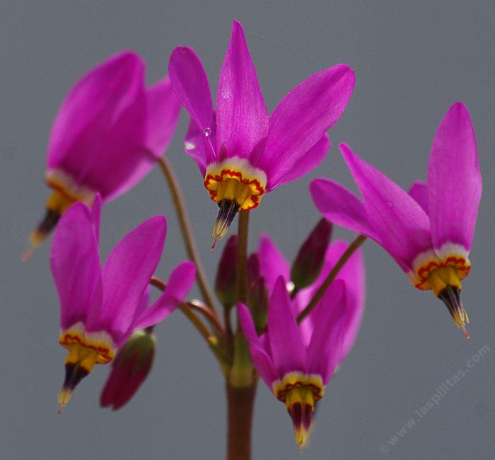 Rosa Weiß Dodecatheon Samen – ideal zur Aussaat Frühling und Sommer Gärten
