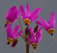 Rosa Weiß Dodecatheon Samen – ideal zur Aussaat Frühling und Sommer Gärten