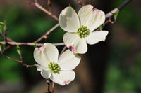 Cornus Blumensamen zur Aussaat pflegeleicht Traditionssorte & ohne Gentechnik Samen Hausgarten