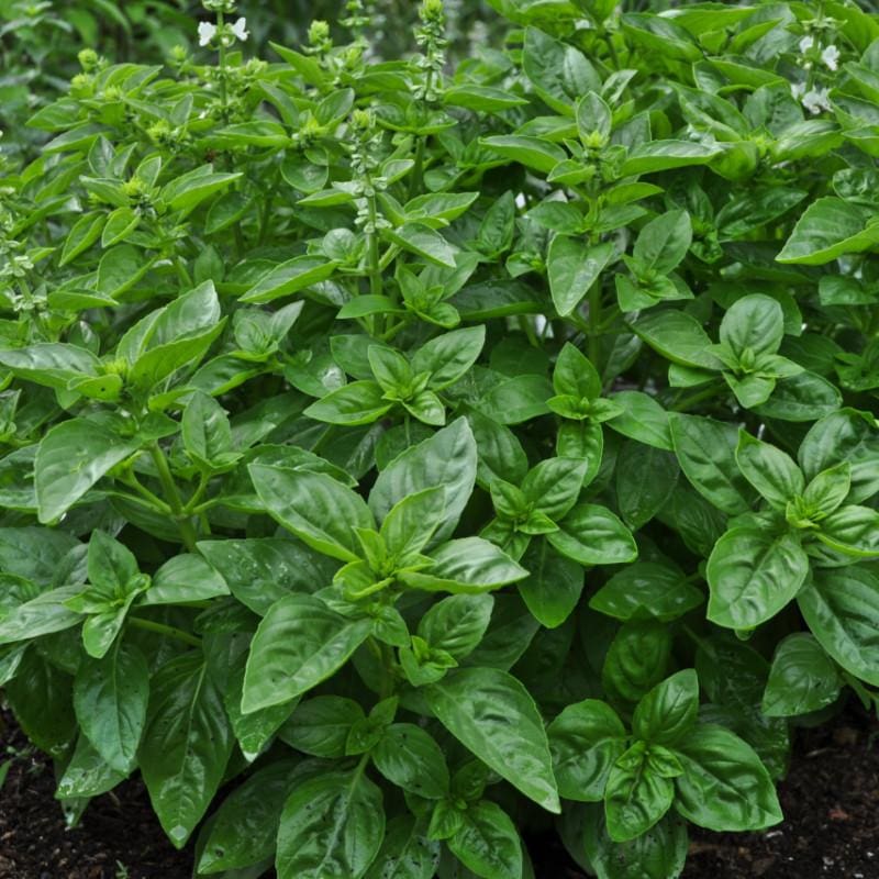Dolce Fresca Basil compact mound grown from Samen in containers