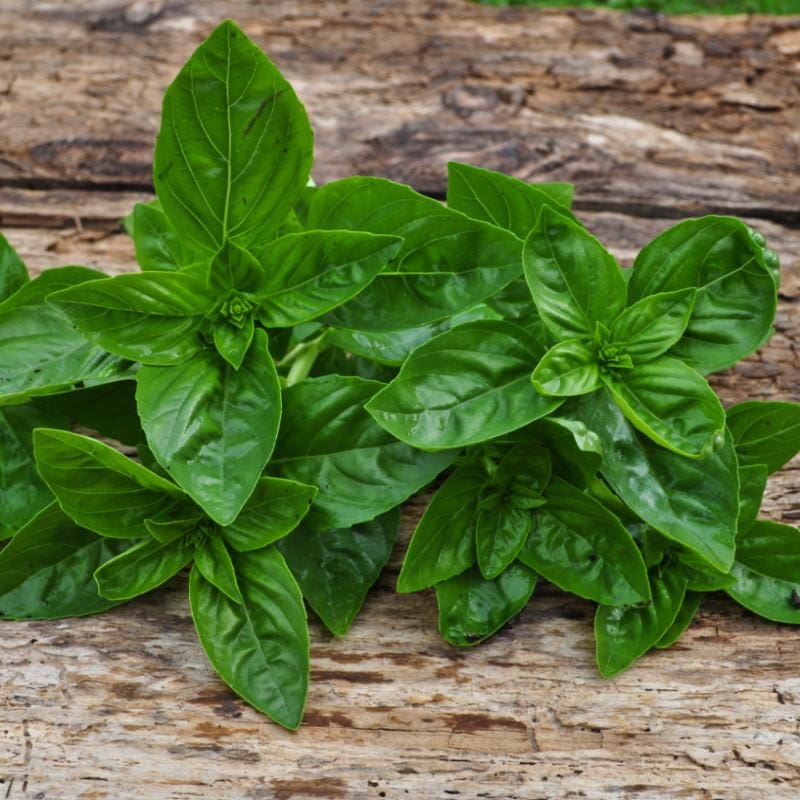 Rounded mound form of Dolce Fresca Basil grown from Samen