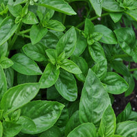 Dolce Fresca Basil Samen compact glossy green variety