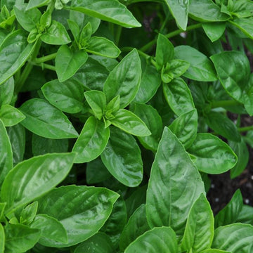 Dolce Fresca Basil Samen compact glossy green variety