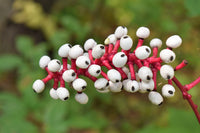 Packet of Doll’s Eyes White Baneberry Cohosh Samen