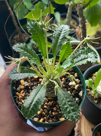 Dorstenia Lavrano Blumensamen zur Aussaat pflegeleicht Traditionssorte & ohne Gentechnik Samen Hausgarten