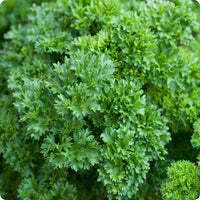 Double Curled Parsley Samen Petroselinum crispum curly Pflanze