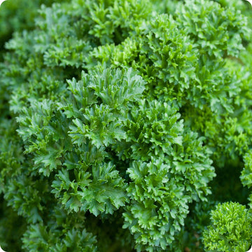 Double Curled Parsley Samen Petroselinum crispum curly Pflanze
