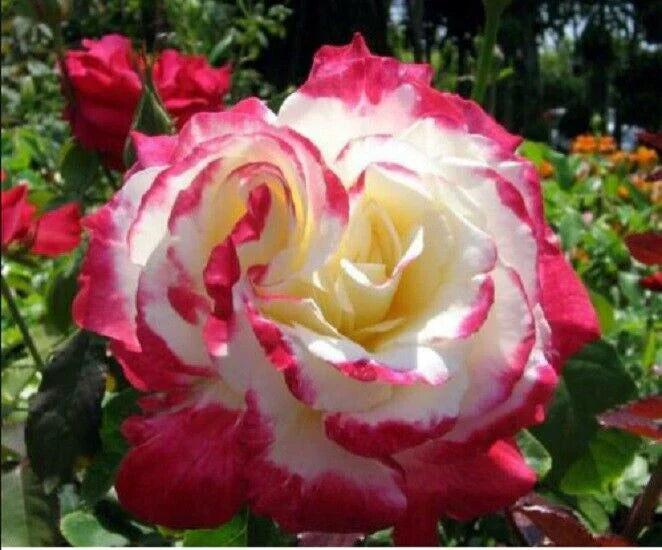Close-up of double delight rose petals showing rot and weiß blend