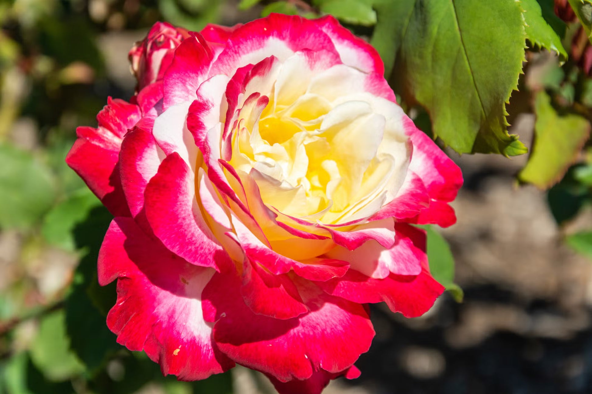 gefüllt Delight Hybrid Tea Rose Blumensamen zur Aussaat Garten beliebt Traditionssorte & ohne Gentechnik Samen Hausgarten