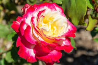 gefüllt Delight Hybrid Tea Rose Blumensamen zur Aussaat Garten beliebt Traditionssorte & ohne Gentechnik Samen Hausgarten