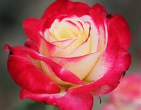 Double delight hybrid tea rose samen for garten anpflanzung