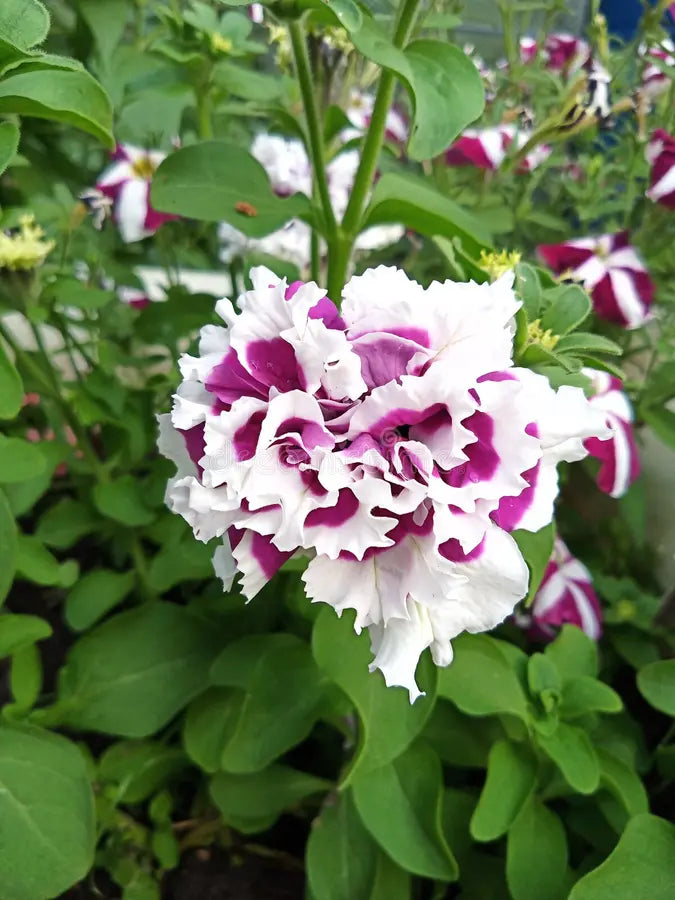 Semillas de flores de Petunia rusa para sembrar, fáciles de cuidar, variedad tradicional y sin ingeniería genética, semillas para el jardín doméstico
