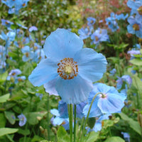 Double hollyhock alcea rosea sky blau samen for anpflanzung