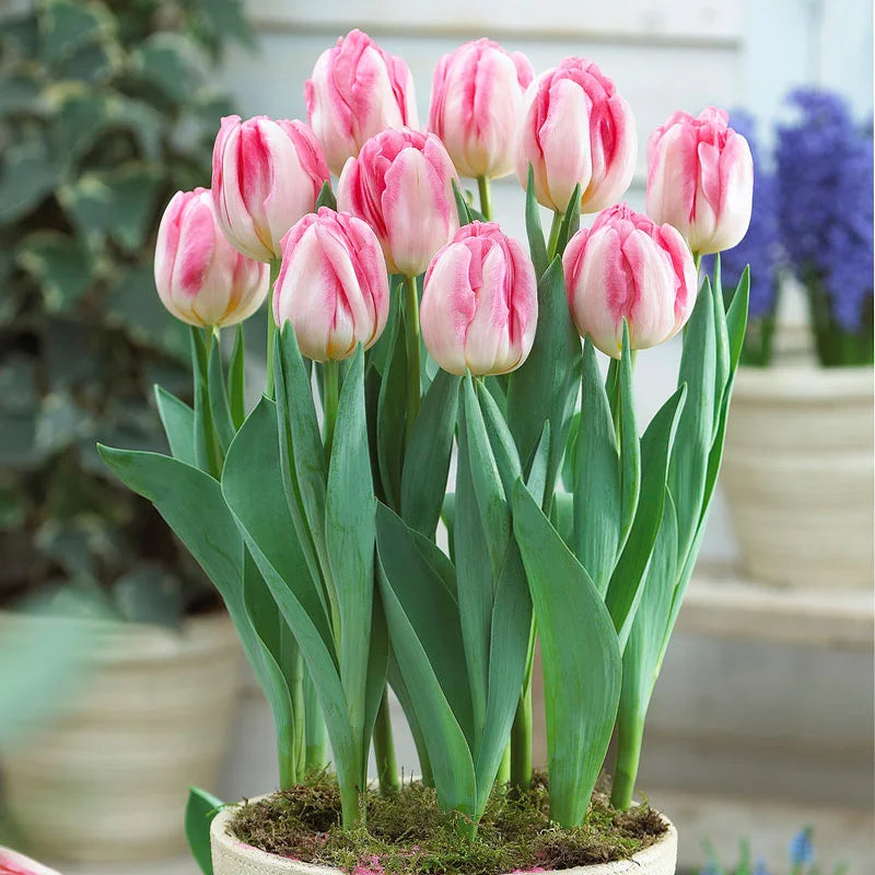 Weiß Rosa Tulpe Blumensamen zur Aussaat sonnenliebend Traditionssorte & ohne Gentechnik Samen Hausgarten