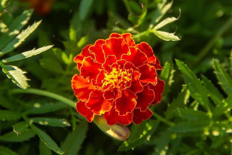Multi-Colored Studentenblume Blumensamen zur Aussaat – Drought verträglich – Traditionssorte & ohne Gentechnik Samen Hausgarten