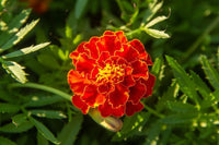 Multi-Colored Studentenblume Blumensamen zur Aussaat – Drought verträglich – Traditionssorte & ohne Gentechnik Samen Hausgarten