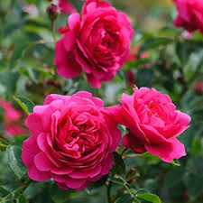 Close-up of double petal dark rosa english rose