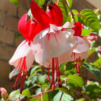 Double petal fuchsia blume samen for anpflanzung