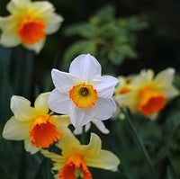 Double petal narcissus daffodil samen for anpflanzung