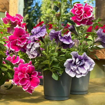 Multi-Flowered gefüllt-Petal Petunie Samen zur Aussaat – leuchtend mehrfarbige